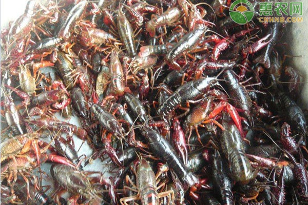 龙虾致富经_致富经小龙虾养殖视频播放_致富经小龙虾