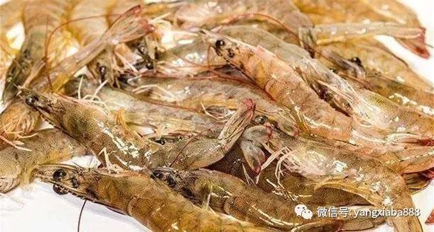 致富经虾_炒虾尾的虾是什么虾_致富虾真的