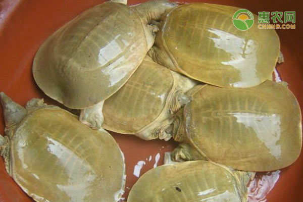 致富经甲鱼养殖视频_甲鱼致富经_致富经甲鱼