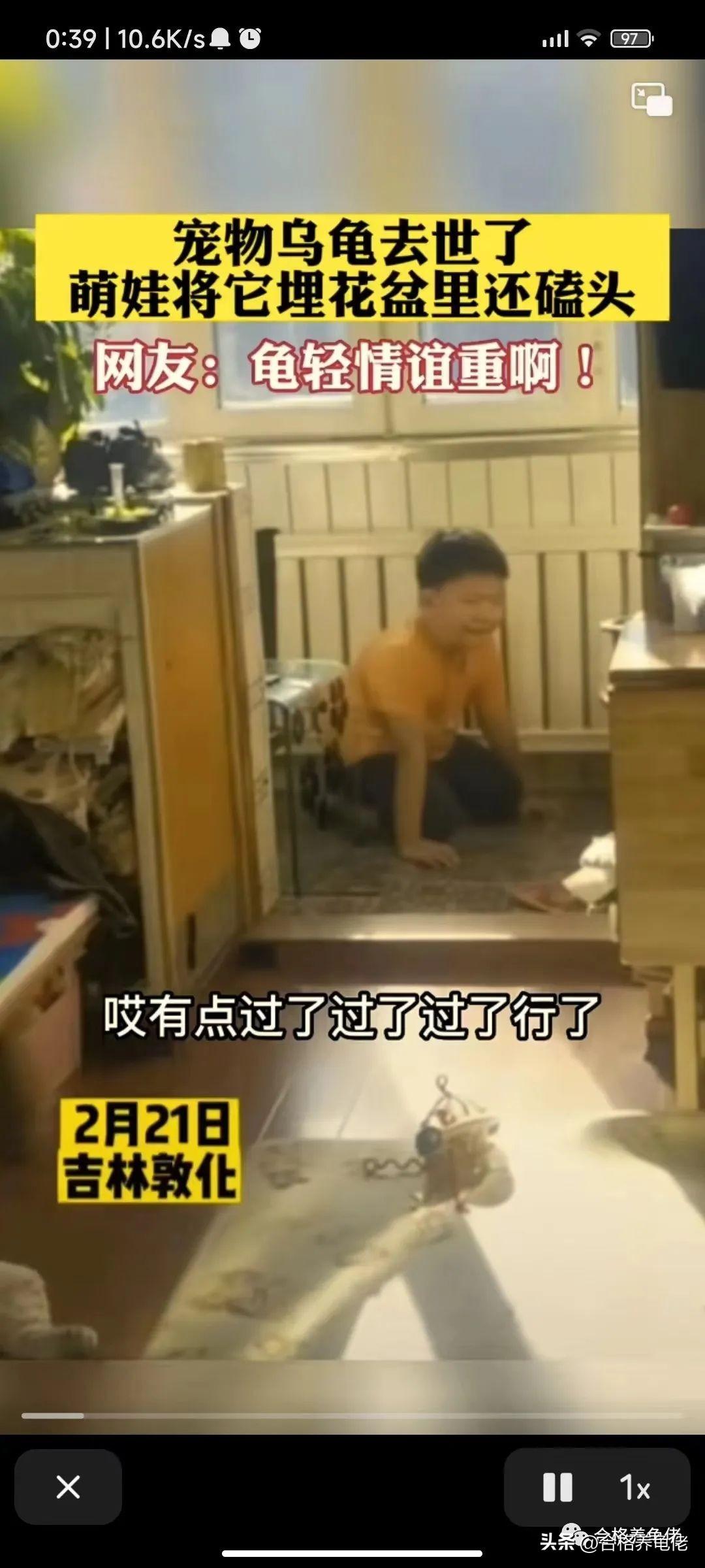 致富经养乌龟_养龟致富视频_致富经养龟