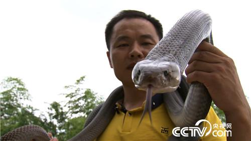 [致富经]胡志明：蛇痴养蛇靠蛇赚钱,财富与众不同