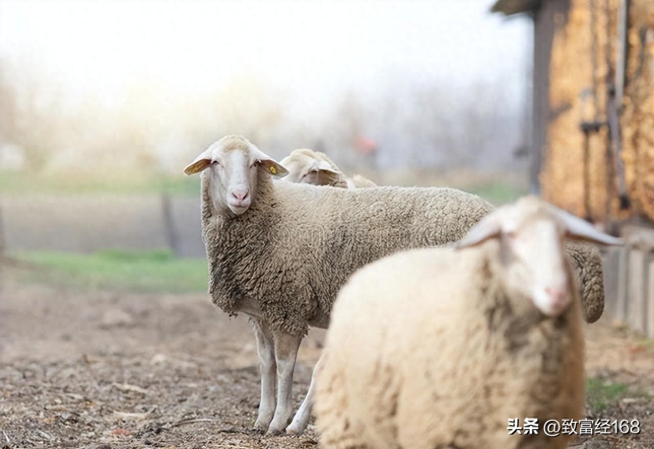 肉羊的养殖技术要点