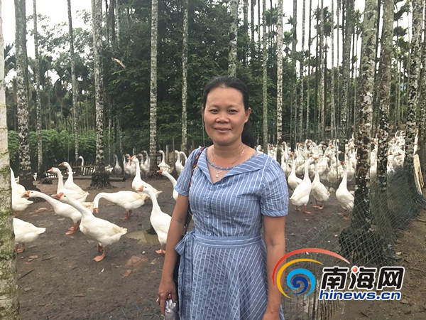 致富经鹅_鹅致富路_鹅致富养殖