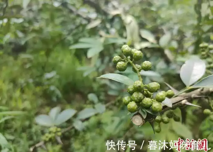 中央致富频道_中央致富频道视频_致富经中央
