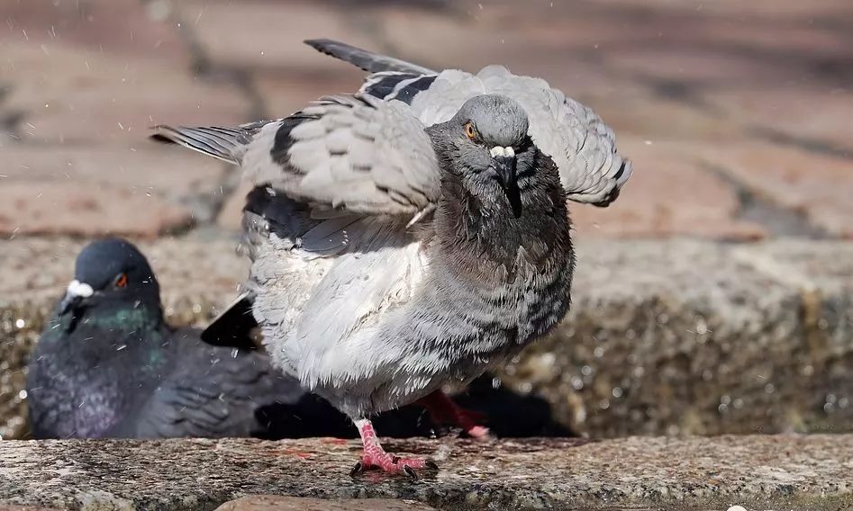 致富养殖泥鳅怎么样_致富养殖泥鳅视频_致富经泥鳅养殖