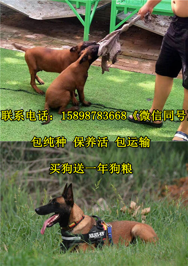 湖南郴州桂阳县致富经马犬养殖视频