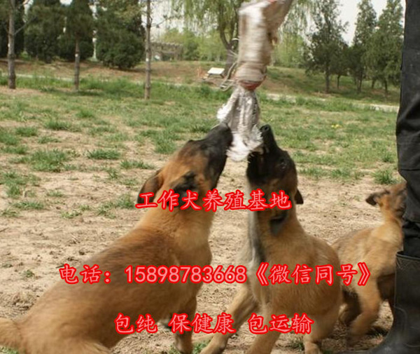 湖南郴州桂阳县致富经马犬养殖视频