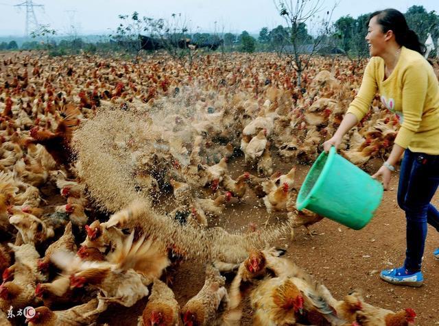 致富经泥鳅养殖_养殖泥鳅挣钱吗_致富养殖泥鳅图片