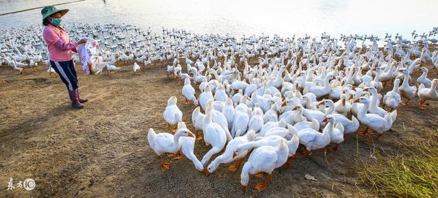 养殖泥鳅挣钱吗_致富养殖泥鳅图片_致富经泥鳅养殖