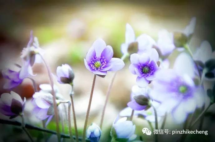 【智慧】混龄走班教学：为生长提供最充分的可能性