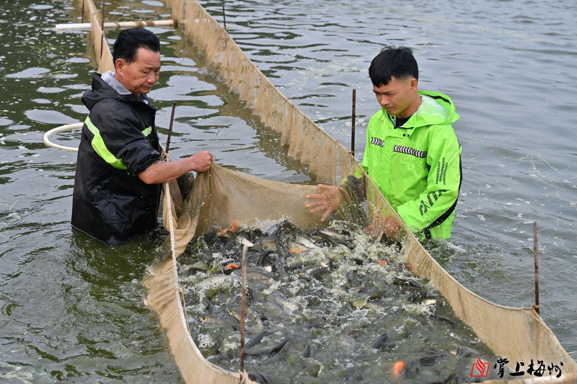 致富经养甲鱼_养甲鱼赚钱_养甲鱼致富视频