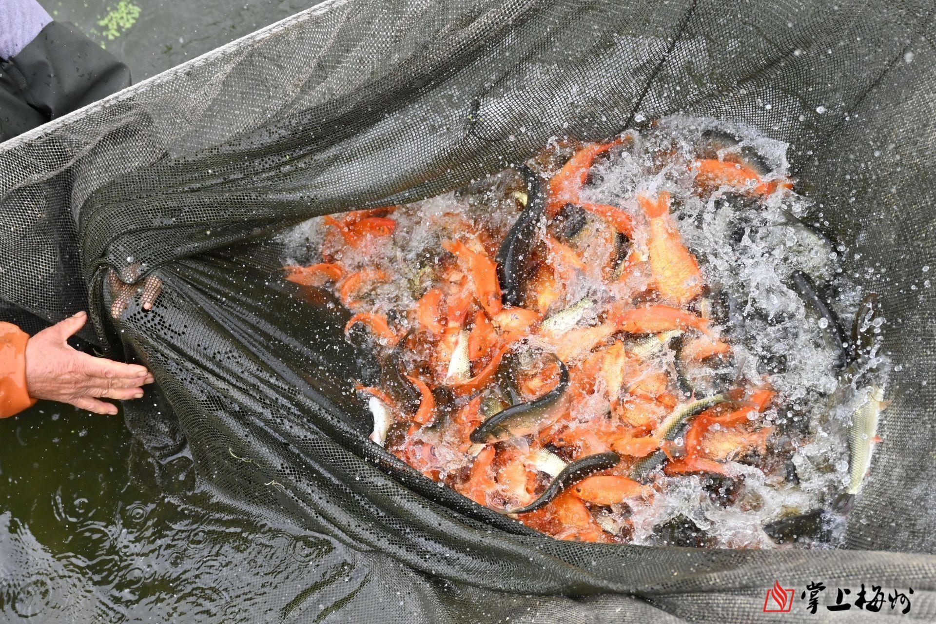 致富经养甲鱼_养甲鱼致富视频_养甲鱼赚钱