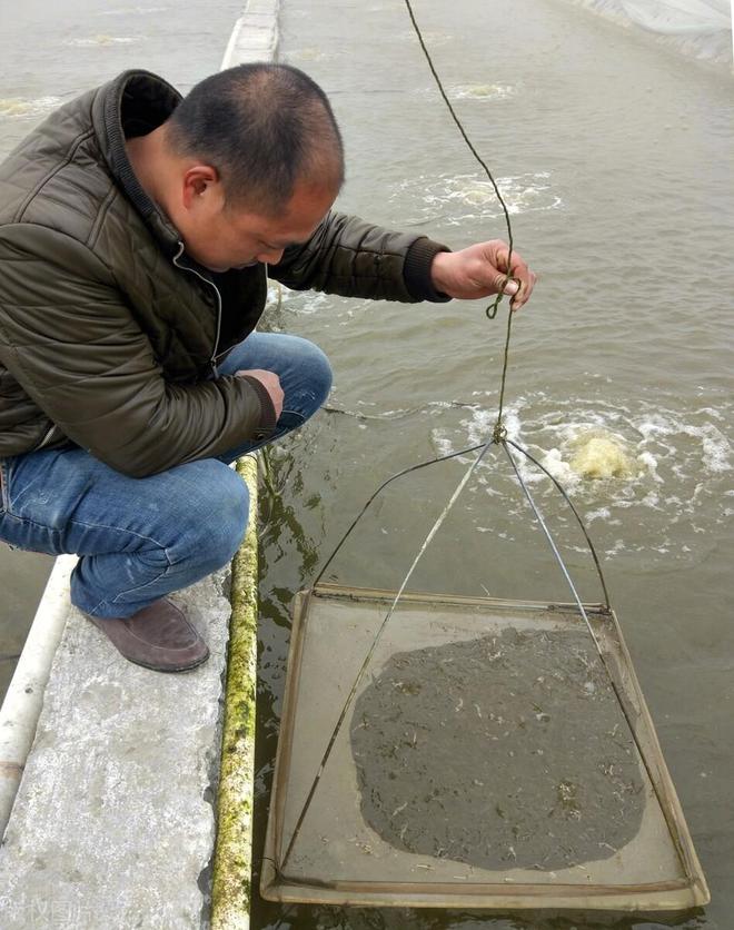 致富经养殖虾_致富经室内养虾视频_致富经养虾