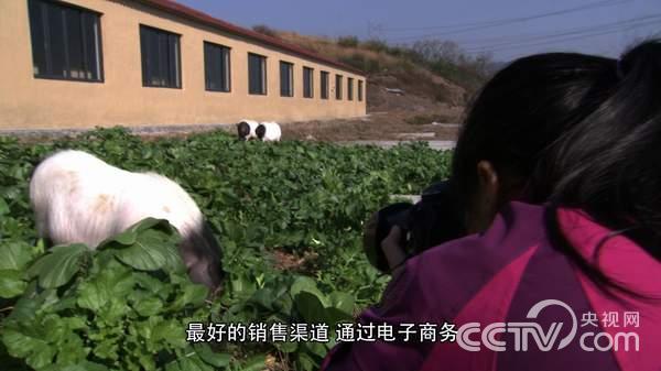 [致富经]任性赚钱