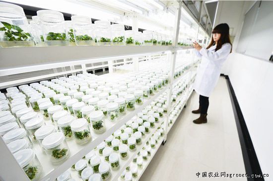 虎奶菇