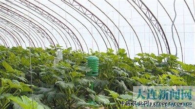 四季豆批发