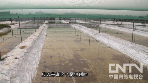 养殖泥鳅富豪_致富经泥鳅_致富泥鳅养殖