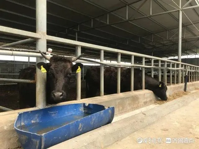 致富牛人_致富经牛_致富牛人四川乡村