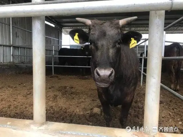 致富牛人_致富牛人四川乡村_致富经牛