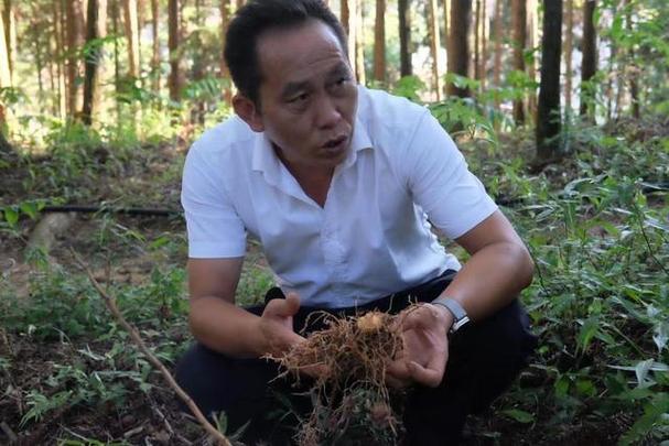 致富经药材种植-致富经种植视频全集