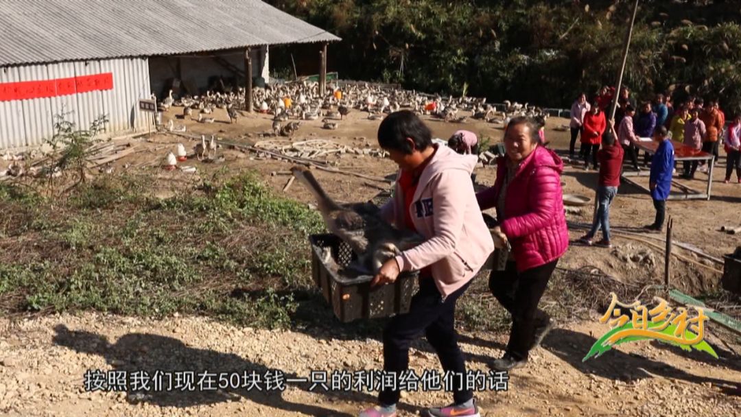 养鹅致富经视频_致富经鹅养殖技术视频_致富经养鹅视频