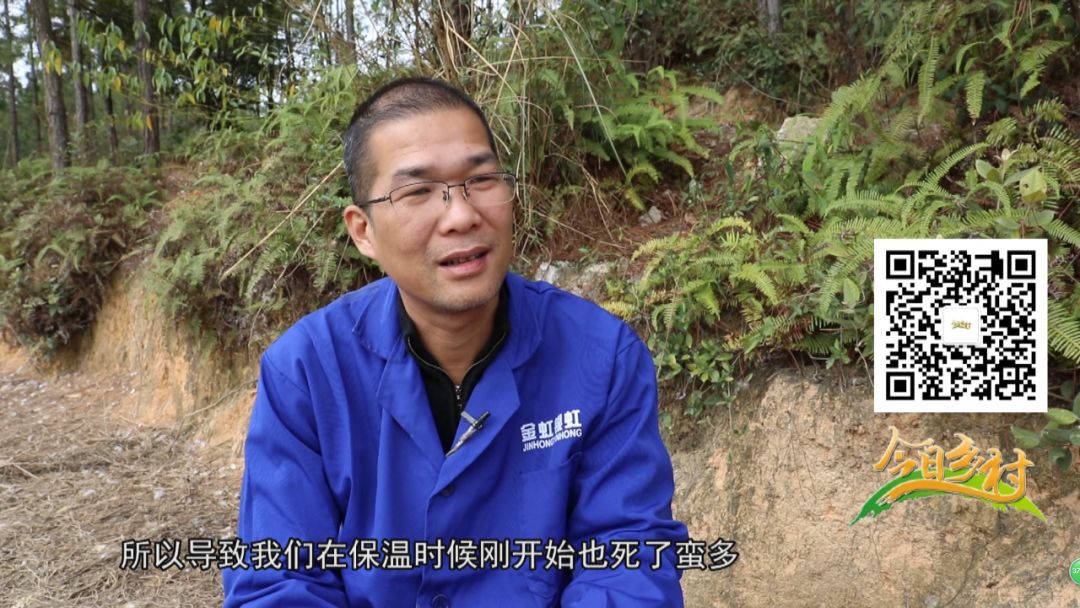 致富经鹅养殖技术视频_养鹅致富经视频_致富经养鹅视频
