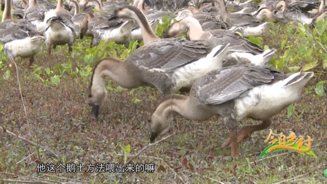 致富经鹅养殖技术视频_致富经养鹅视频_养鹅致富经视频