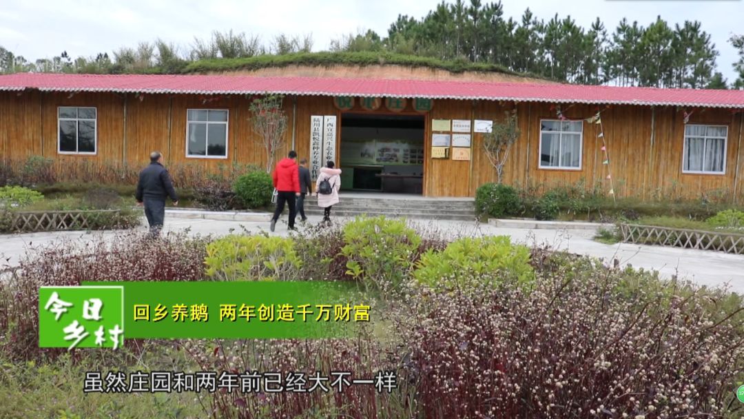 致富经养鹅视频_致富经鹅养殖技术视频_养鹅致富经视频