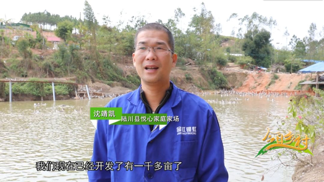 致富经养鹅视频_致富经鹅养殖技术视频_养鹅致富经视频