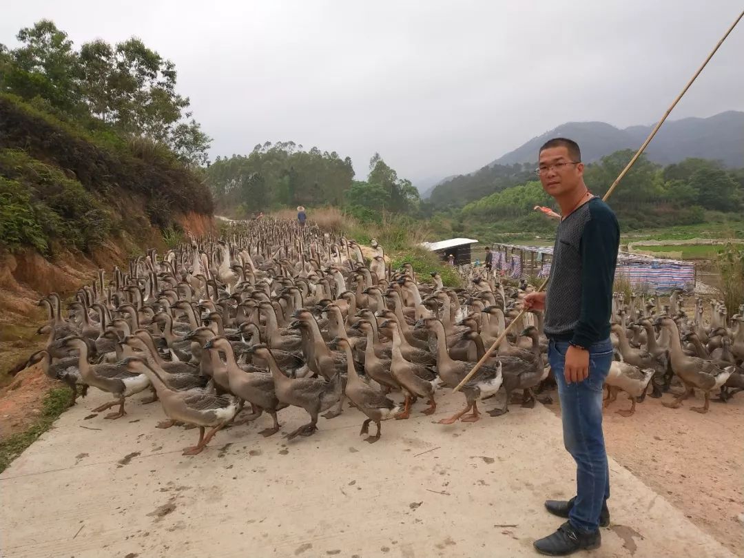 养鹅致富经视频_致富经养鹅视频_致富经鹅养殖技术视频