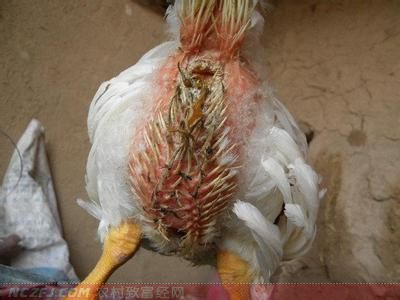 致富经养鸡视频大全_致富经养鸡_致富项目养鸡
