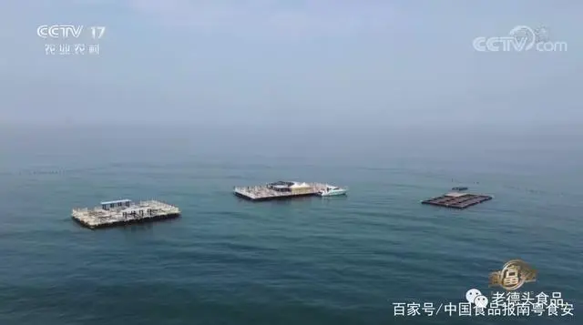 致富鱼游出产业振兴路_致富经鱼_致富鱼丰收