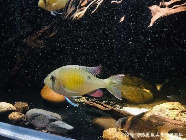 买鱼经验心得_师傅带徒弟心得和经验_新手开店心得和经验