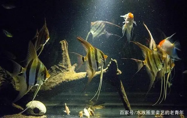 师傅带徒弟心得和经验_新手开店心得和经验_买鱼经验心得