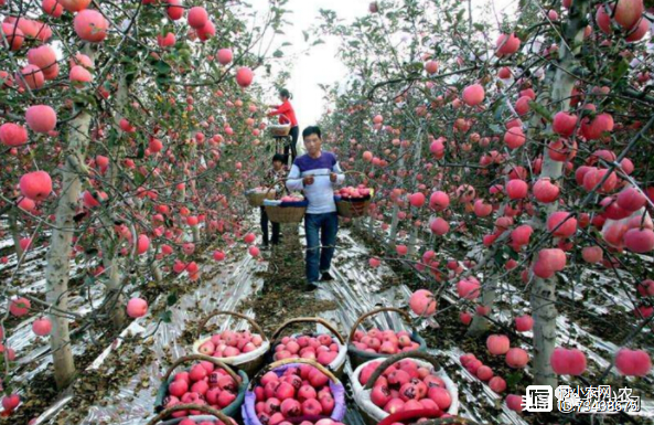 致富经淡水虾养殖视频_致富经养虾_致富经养殖虾