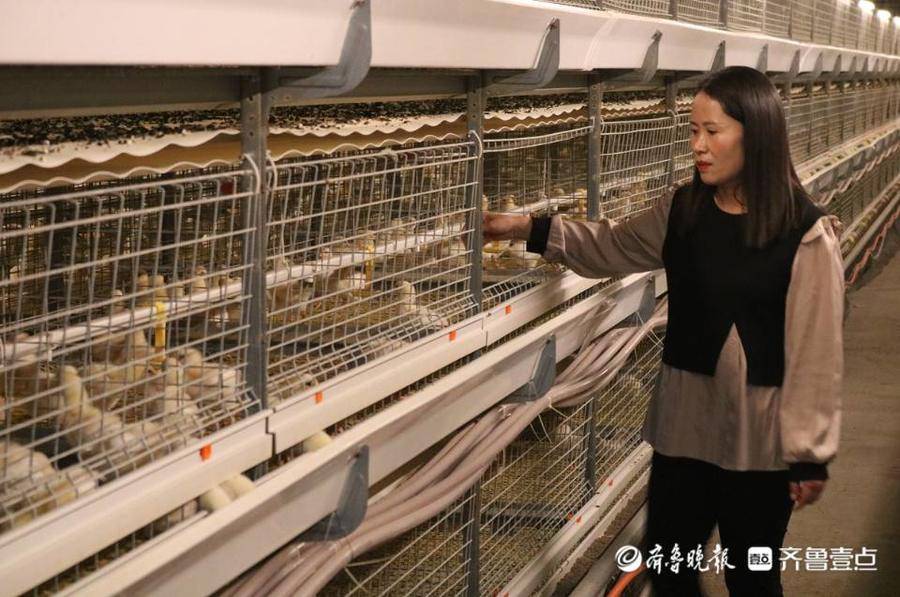致富养鸡好段_养鸡致富经_致富养鸡视频