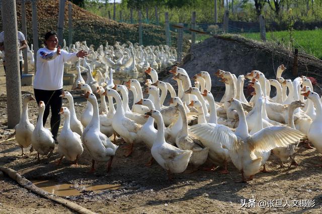 养鹅致富经_养鹅的效益_养殖鹅致富经