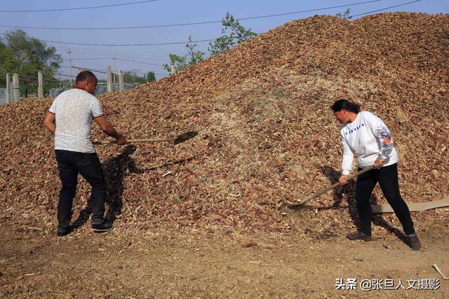 养鹅致富经_养鹅的效益_养殖鹅致富经