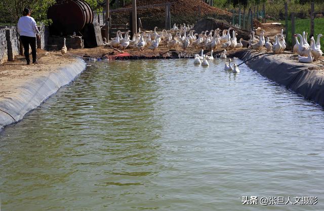 养鹅致富经_养鹅的效益_养殖鹅致富经