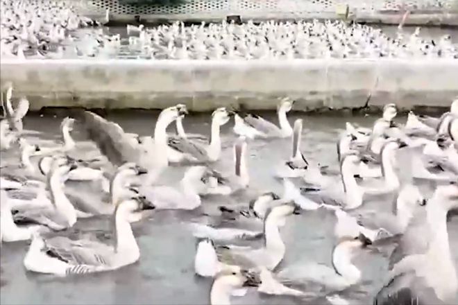 鹅致富养殖_养鹅的效益_养鹅致富经
