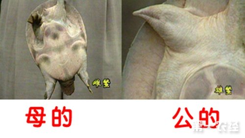 致富经养甲鱼_养殖甲鱼的前景_甲鱼养殖赚钱吗