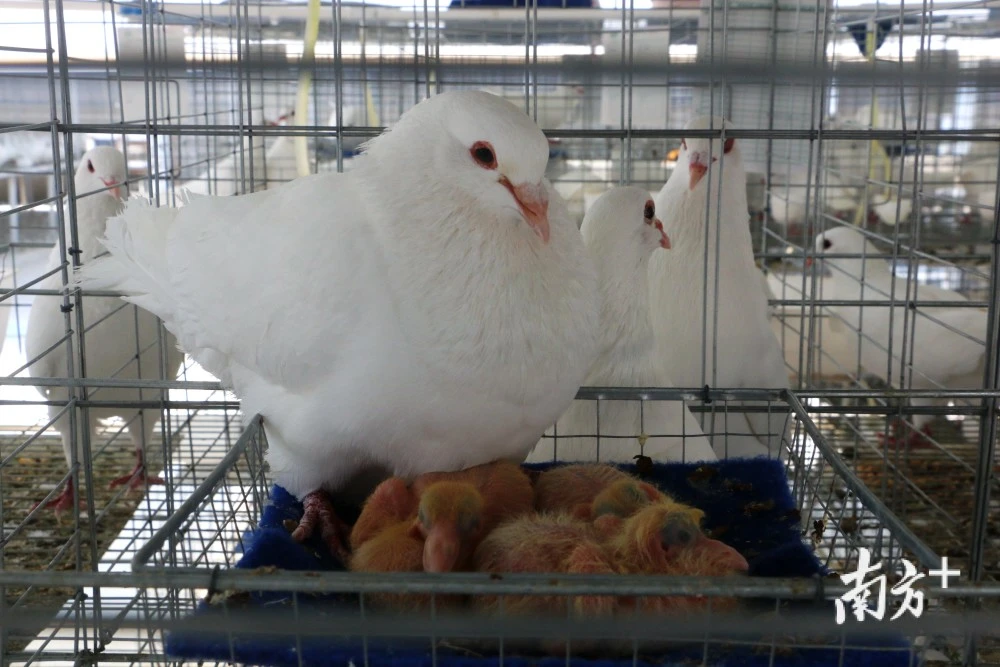 致富经养甲鱼_养甲鱼致富视频_养殖甲鱼富豪