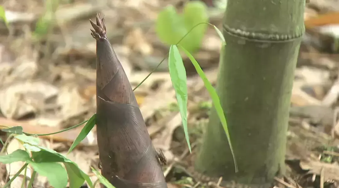 陕西农林卫视致富经_陕西农村广播致富大赢家回放_央视农业节目致富经