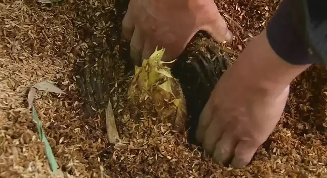 陕西农林卫视致富经_央视农业节目致富经_陕西农村广播致富大赢家回放