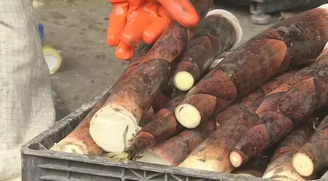 陕西农林卫视致富经_央视农业节目致富经_陕西农村广播致富大赢家回放