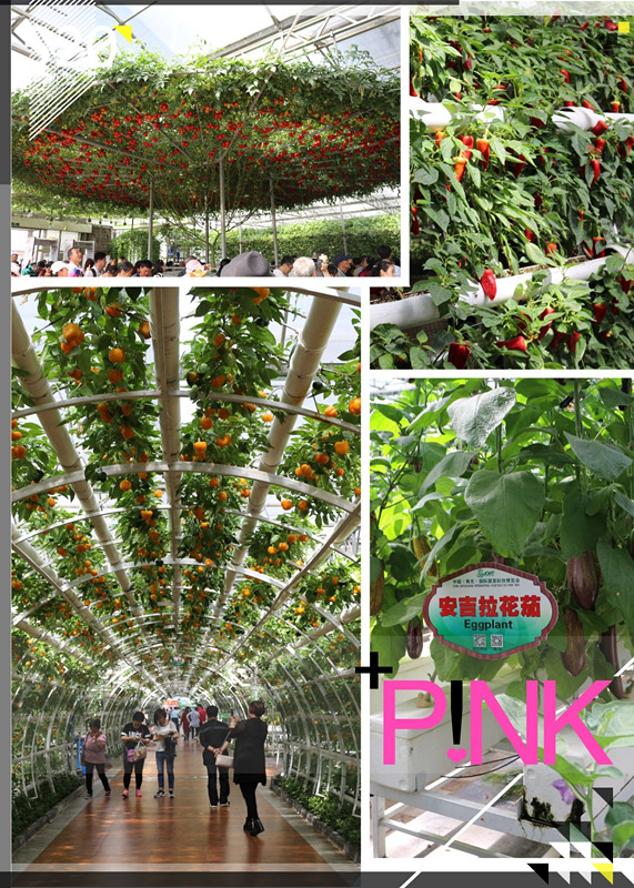 安吉拉花茄.jpg