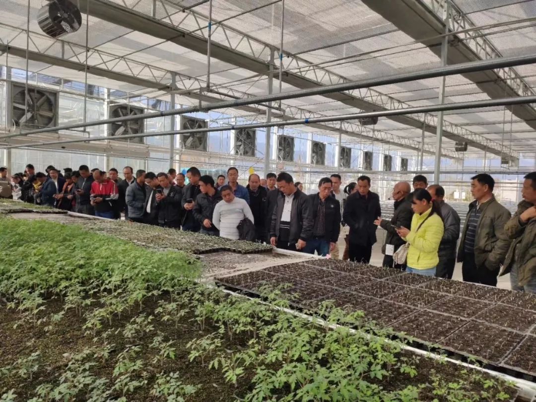 西瓜种植技术视频播放_西瓜种植技术与管理技术视频_西瓜种植培训技术视频