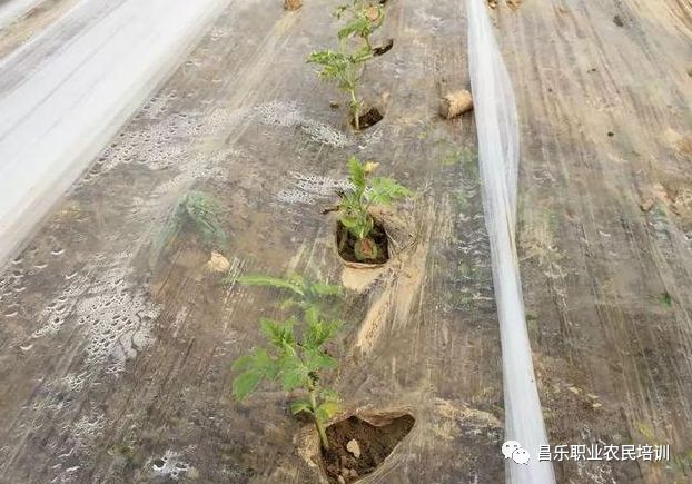 西瓜种植课程_西瓜种植培训技术视频_视频培训西瓜种植技术课程