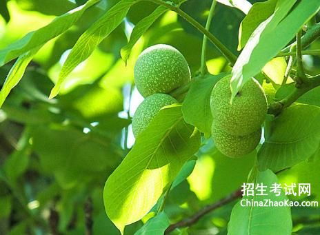 致富经黑花生_致富经黑花生_致富经黑花生
