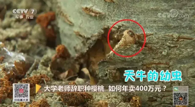 陕西农林卫视致富经_陕西农村广播致富大赢家回放_陕西农林卫视致富故事会